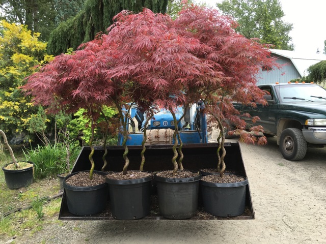 pence Comorama Hver uge Acer palmatum 'Garnet' – Peace of Mind Nursery